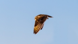 Short-eared Owl (Asio flammeus)