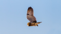 Short-eared Owl (Asio flammeus)