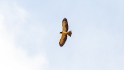 Short-tailed Hawk (Buteo brachyurus)