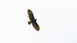 Short-tailed Hawk (Buteo brachyurus)