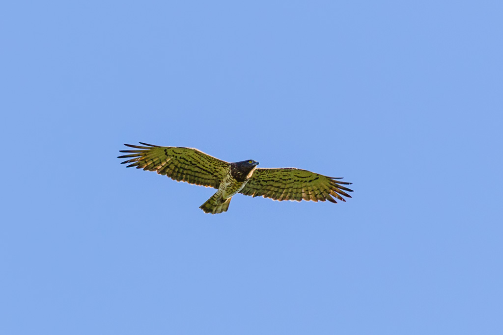 Short-toed Snake-Eagle (Circaetus gallicus)