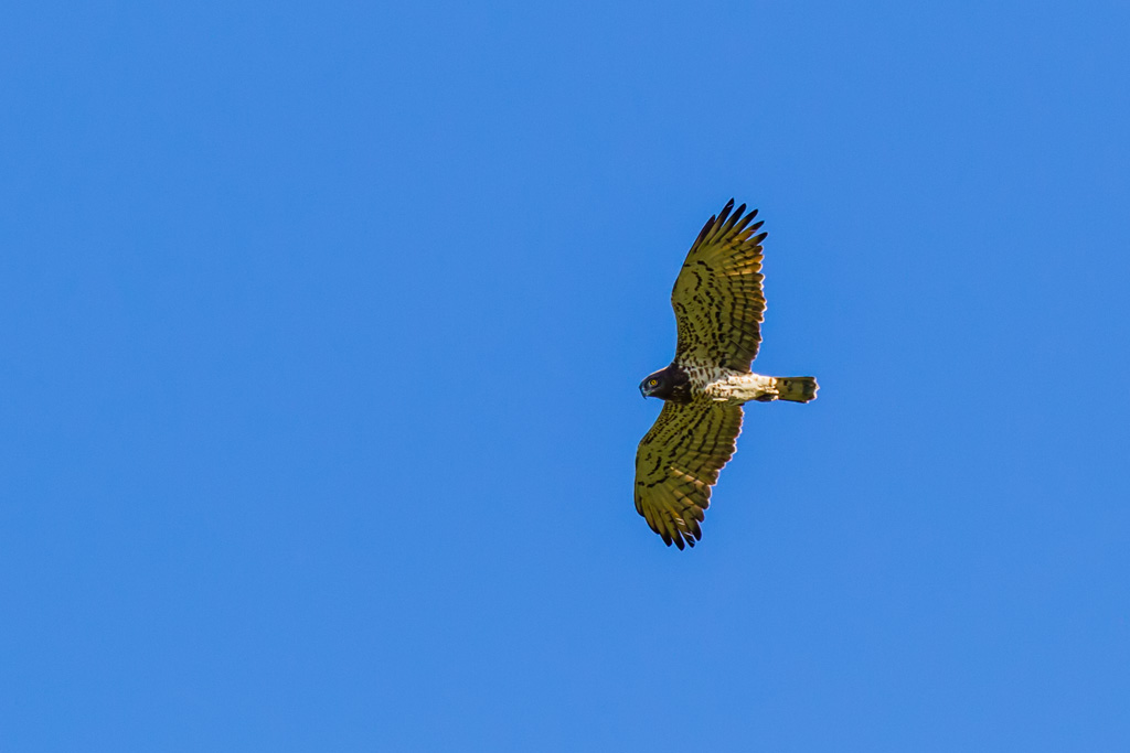 Short-toed Snake-Eagle (Circaetus gallicus)