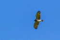 Short-toed Snake-Eagle (Circaetus gallicus)