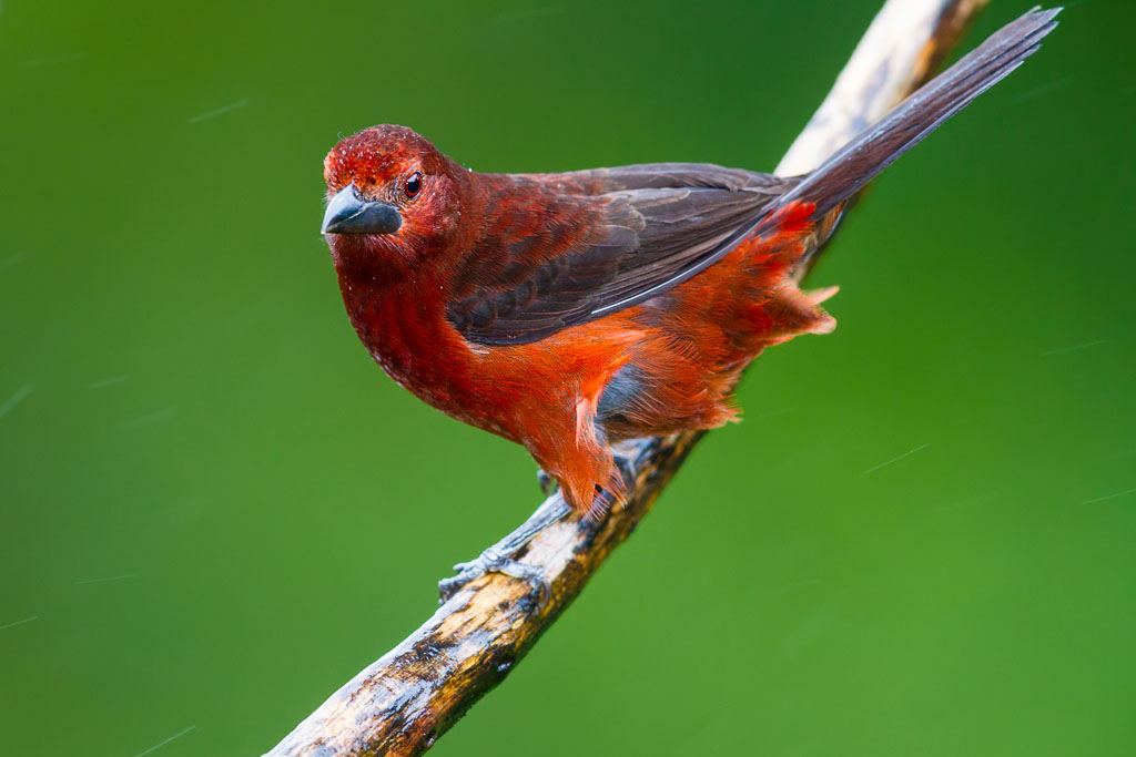 Silver-beaked Tanager (f) (Ramphocelus carbo magnirostris)