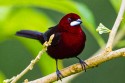 Silver-beaked Tanager (Ramphocelus carbo magnirostris)