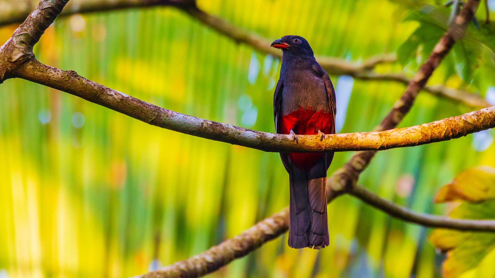 Slaty-tailed Trogon (Trogon massena)