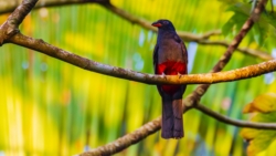 Slaty-tailed Trogon (Trogon massena)