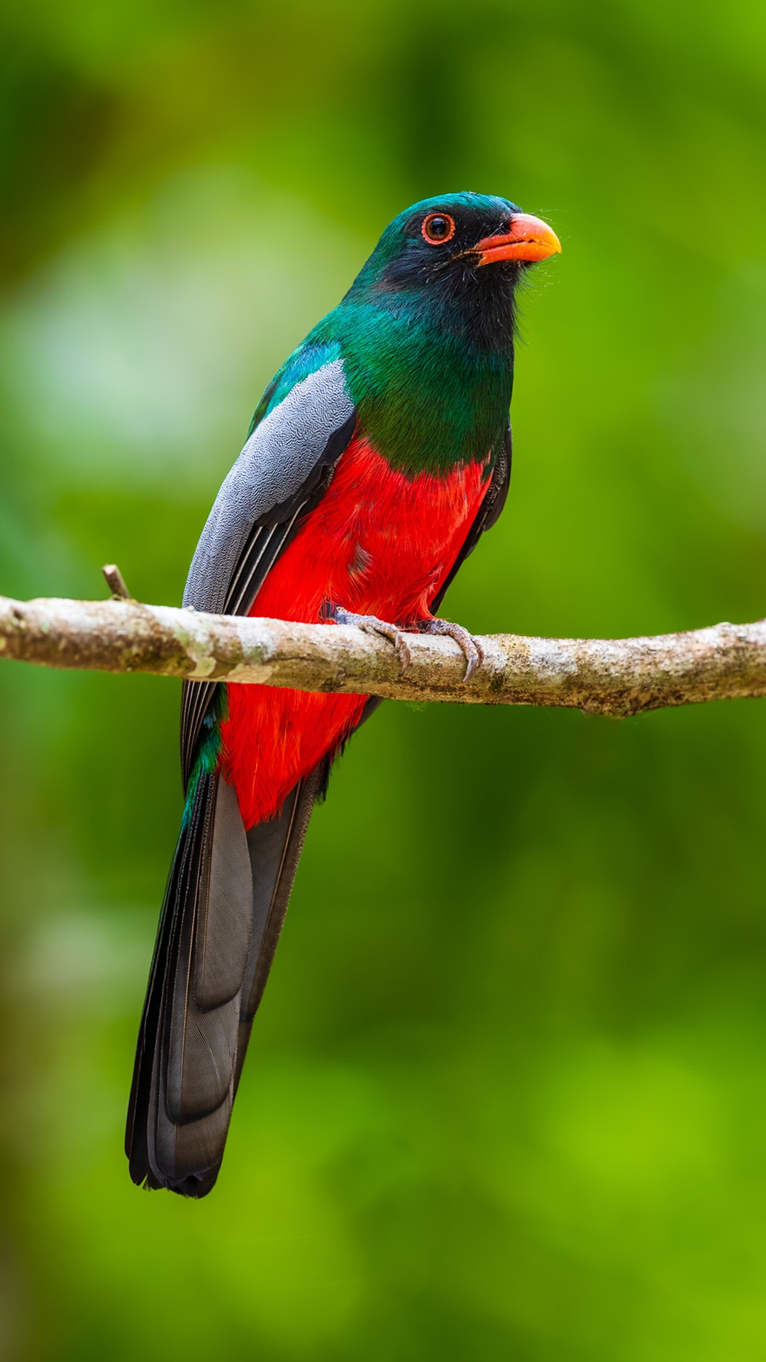 Slaty-tailed Trogon (Trogon massena)