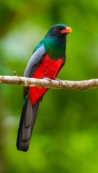 Slaty-tailed Trogon (Trogon massena)