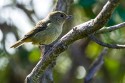 Slaty Flowerpiercer (Diglossa plumbea)