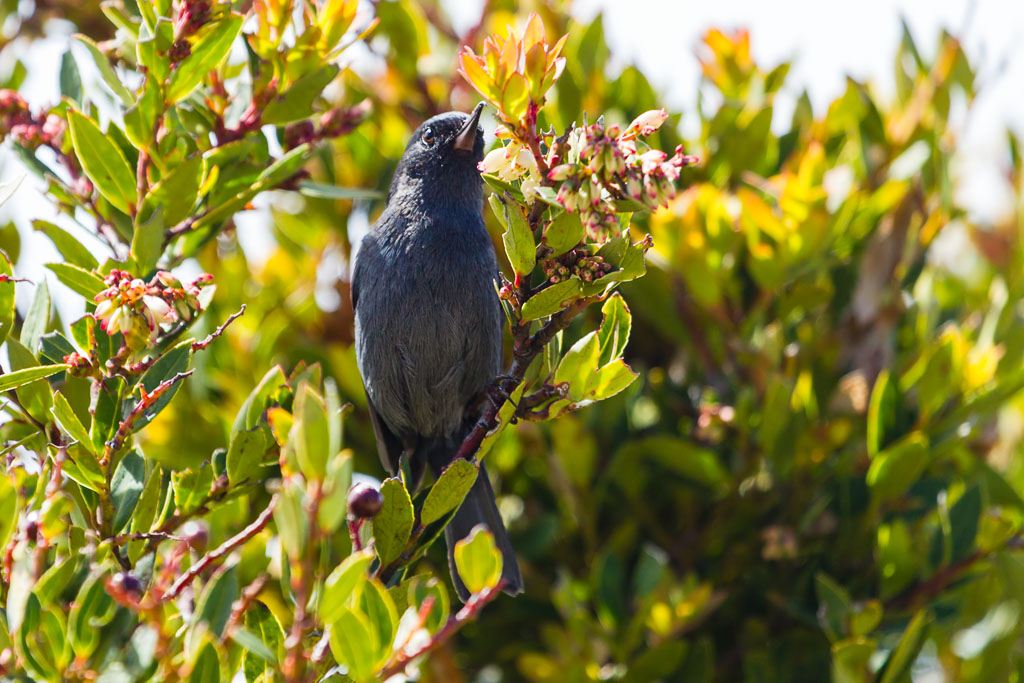 Slaty Flowerpiercer (Diglossa plumbea)