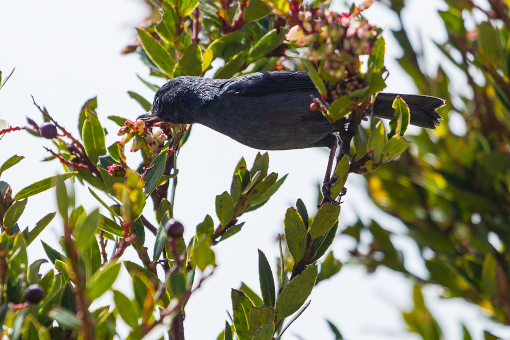 Slaty Flowerpiercer (Diglossa plumbea)