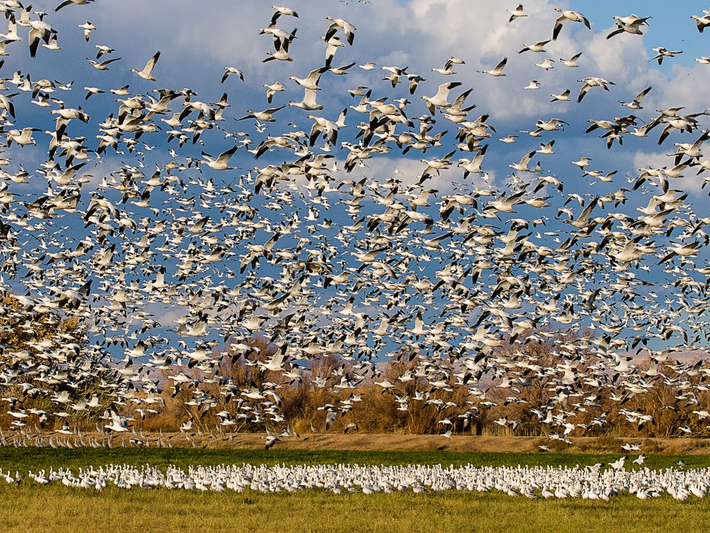 Sandhill Crane (Grus canadensis)