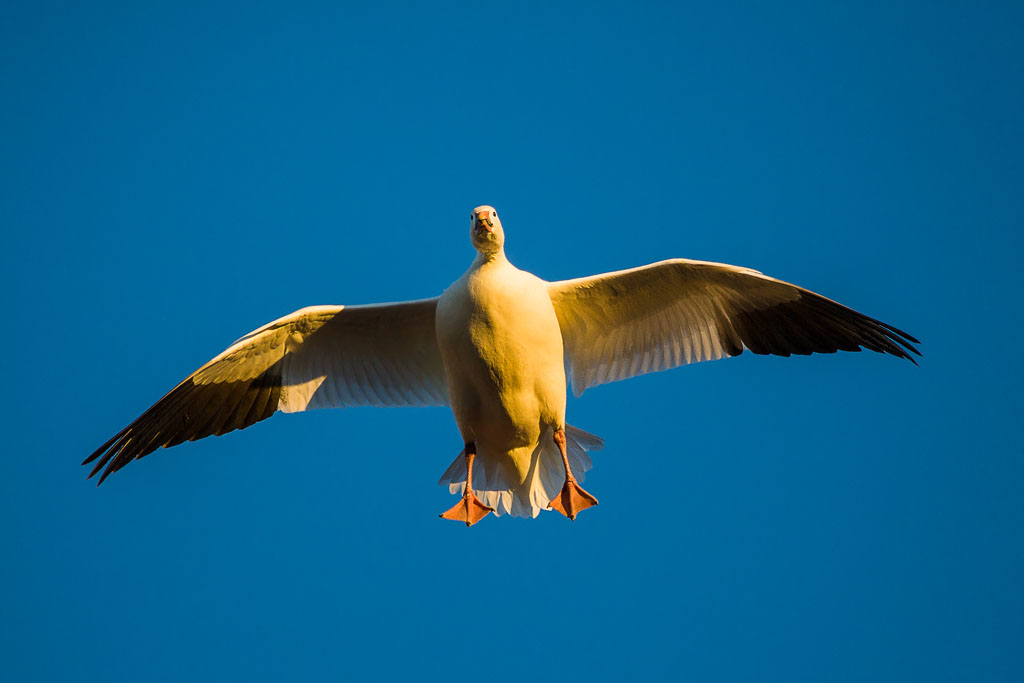 Sandhill Crane (Grus canadensis)