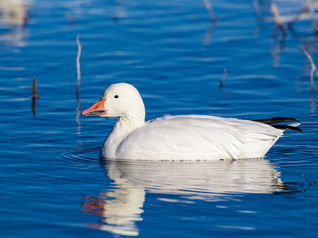 Snow Goose (Chen caerulescens)