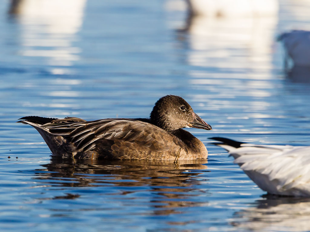 Snow Goose (Chen caerulescens)