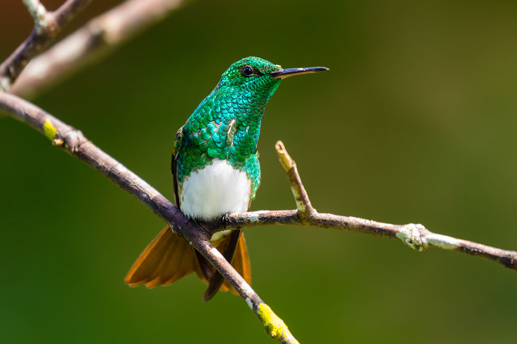 Snowy-bellied Hummingbird (Amazilia edward)