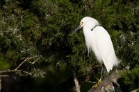 Snowy Egret (Egretta thula)