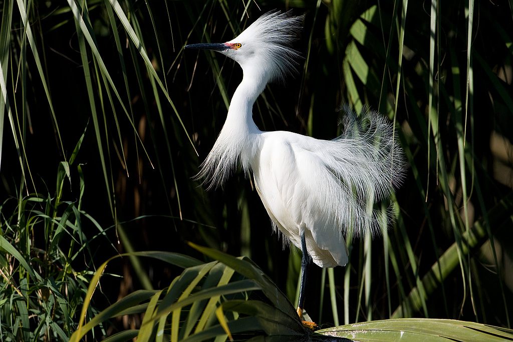 Snowy Egret (Egretta thula)