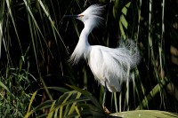 Snowy Egret (Egretta thula)