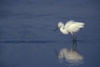 Snowy Egret (Egretta thula)