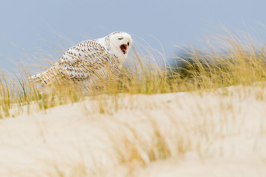 Snowy Owl (Bubo scandiacus)