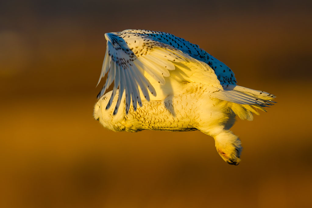 Snowy Owl (Bubo scandiacus)