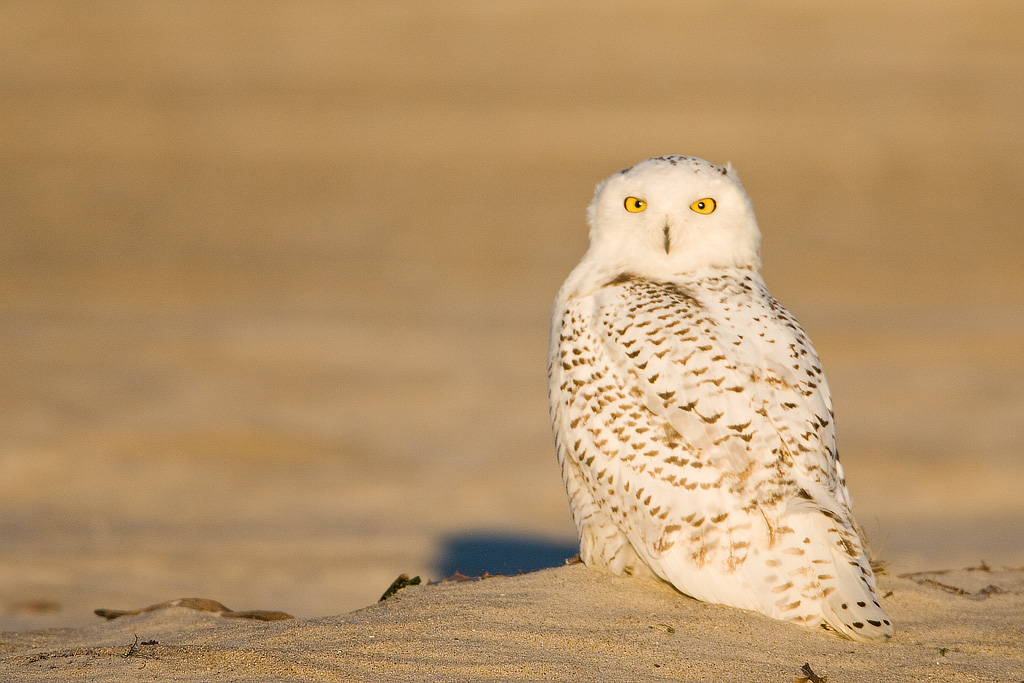 Snowy Owl (Bubo scandiacus)