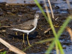 Solitary Sandpiper (Tringa solitaria)