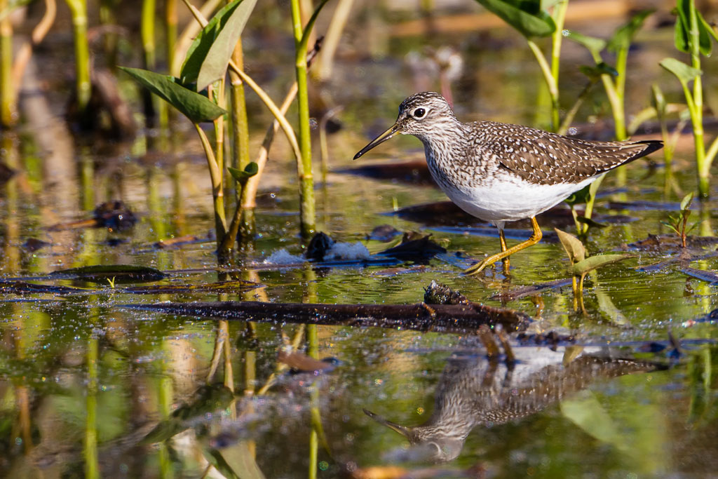 Solitary Sandpiper (Tringa solitaria)