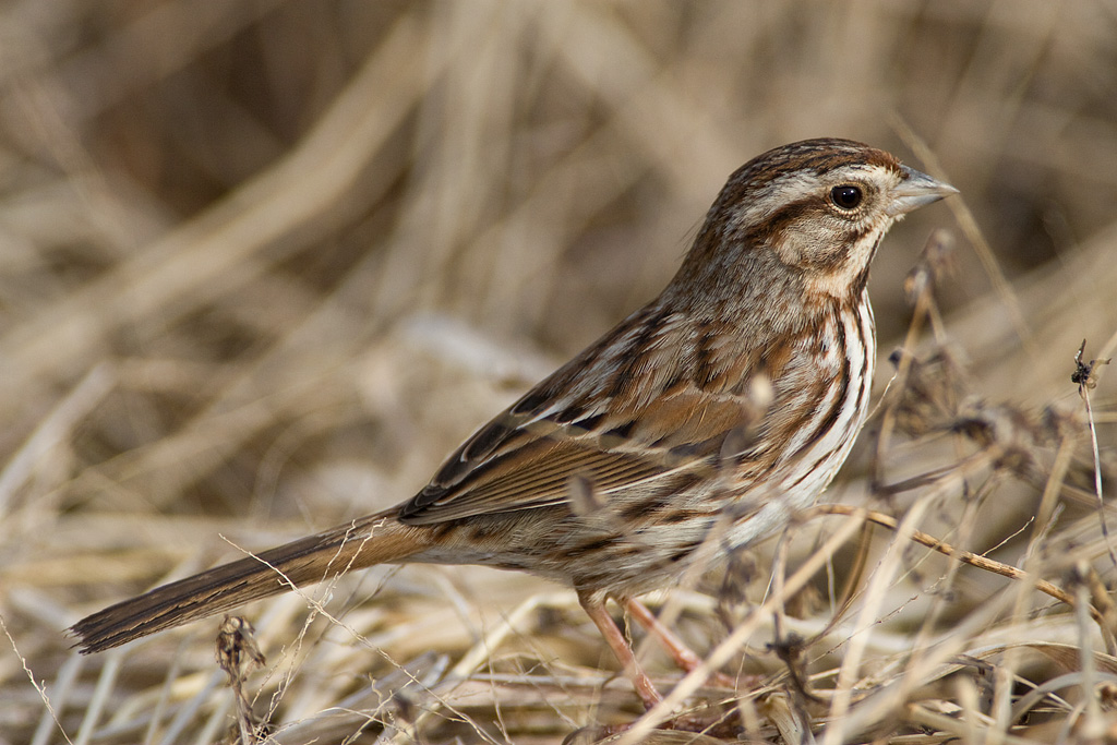 Song Sparrow (Melospiza melodia)