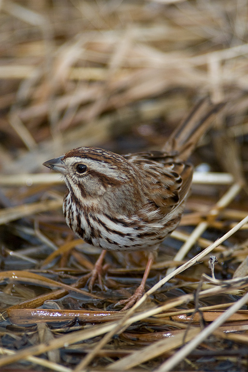 Song Sparrow (Melospiza melodia)