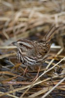 Song Sparrow (Melospiza melodia)