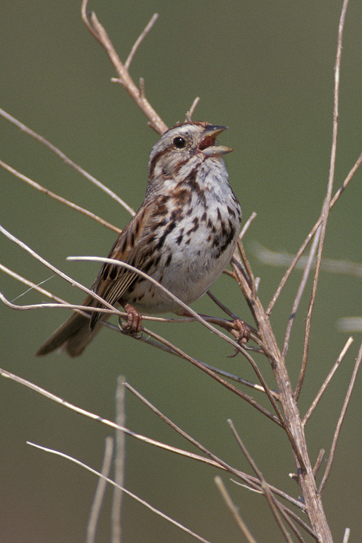 Song Sparrow (Melospiza melodia)