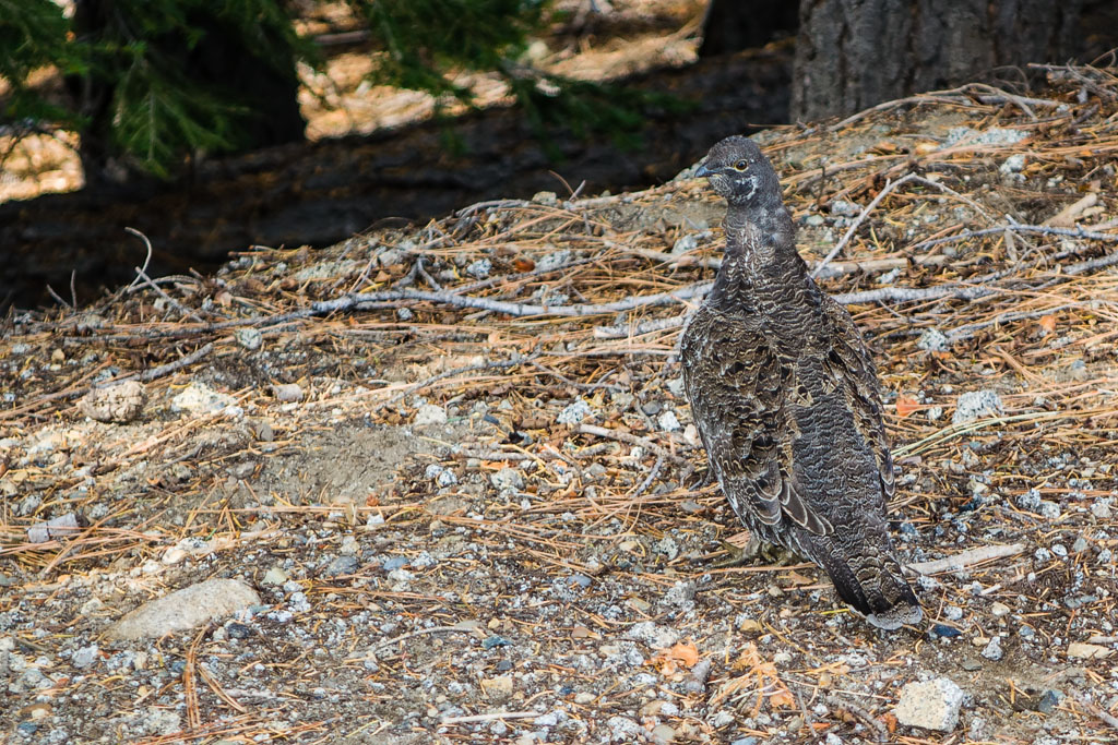 Sooty Grouse (Dendragapus fuliginosus)