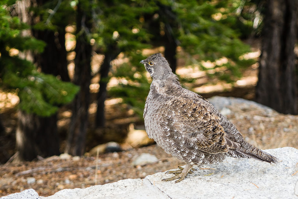 Sooty Grouse (Dendragapus fuliginosus)