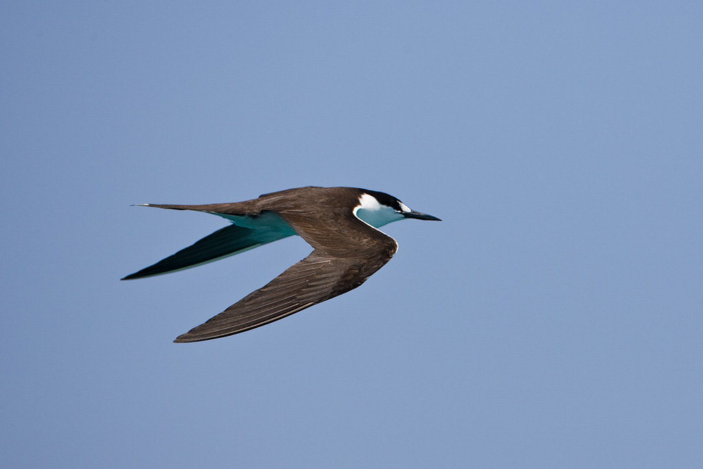 Sooty Tern (Sterna fuscata)