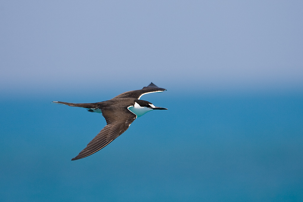 Sooty Tern (Sterna fuscata)