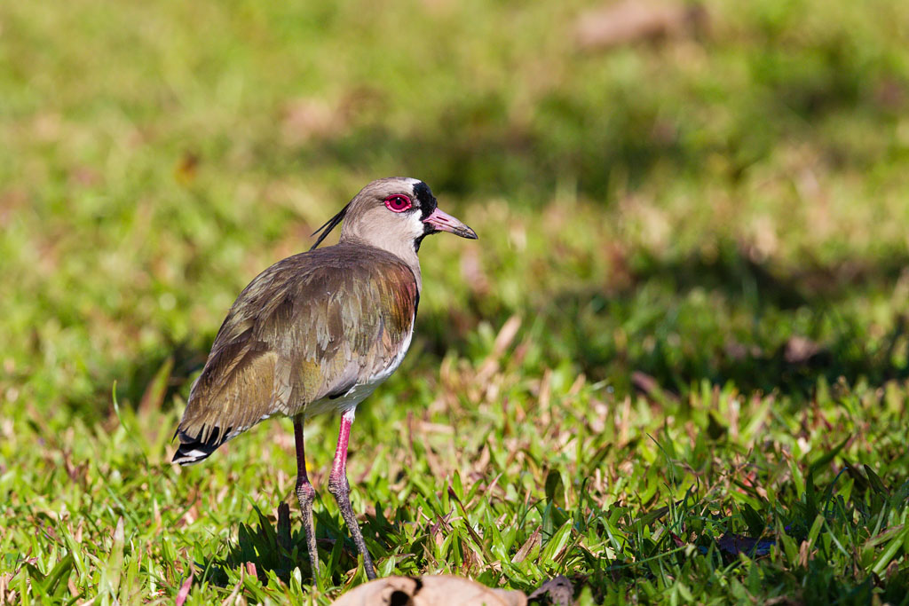 Southern Lapwing (Vanellus chilensis)