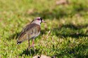 Southern Lapwing (Vanellus chilensis)