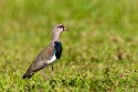 Southern Lapwing (Vanellus chilensis)