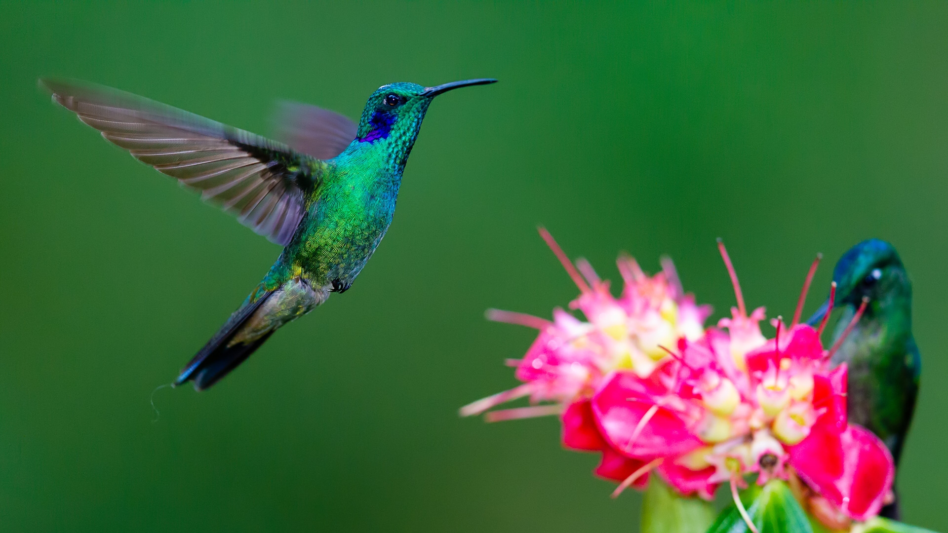 Sparkling Violetear (Colibri coruscans)