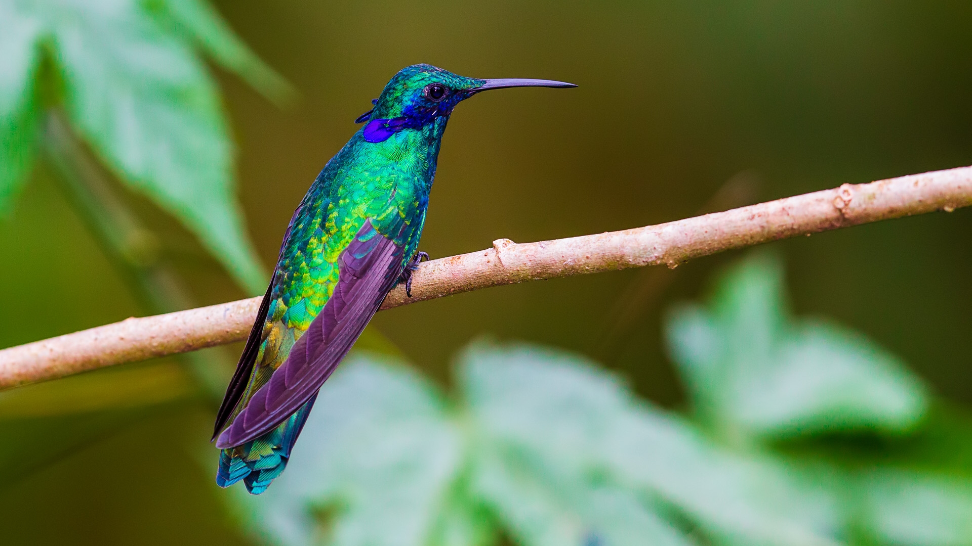 Sparkling Violetear (Colibri coruscans)