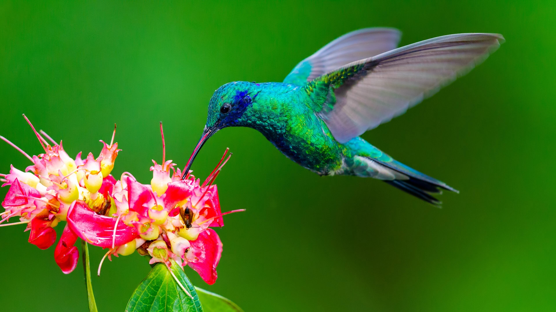 Sparkling Violetear (Colibri coruscans)