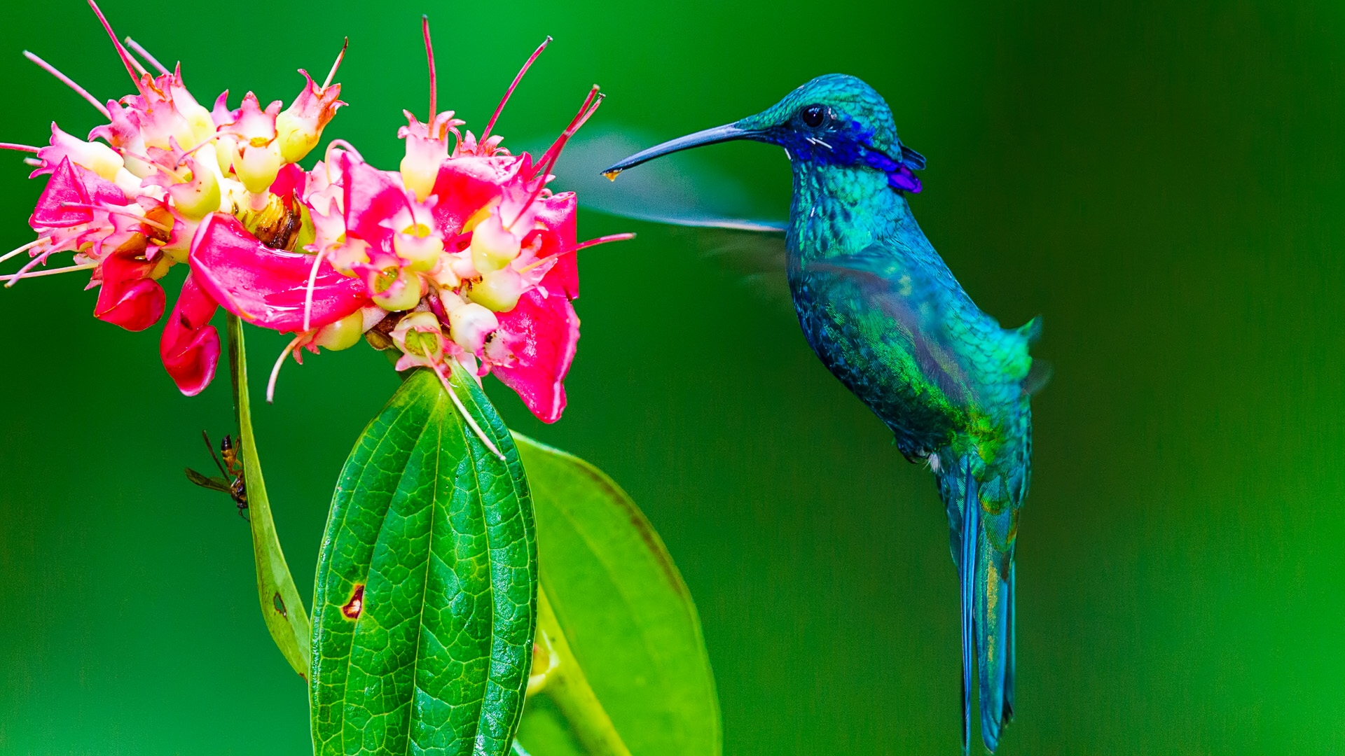 Sparkling Violetear (Colibri coruscans)