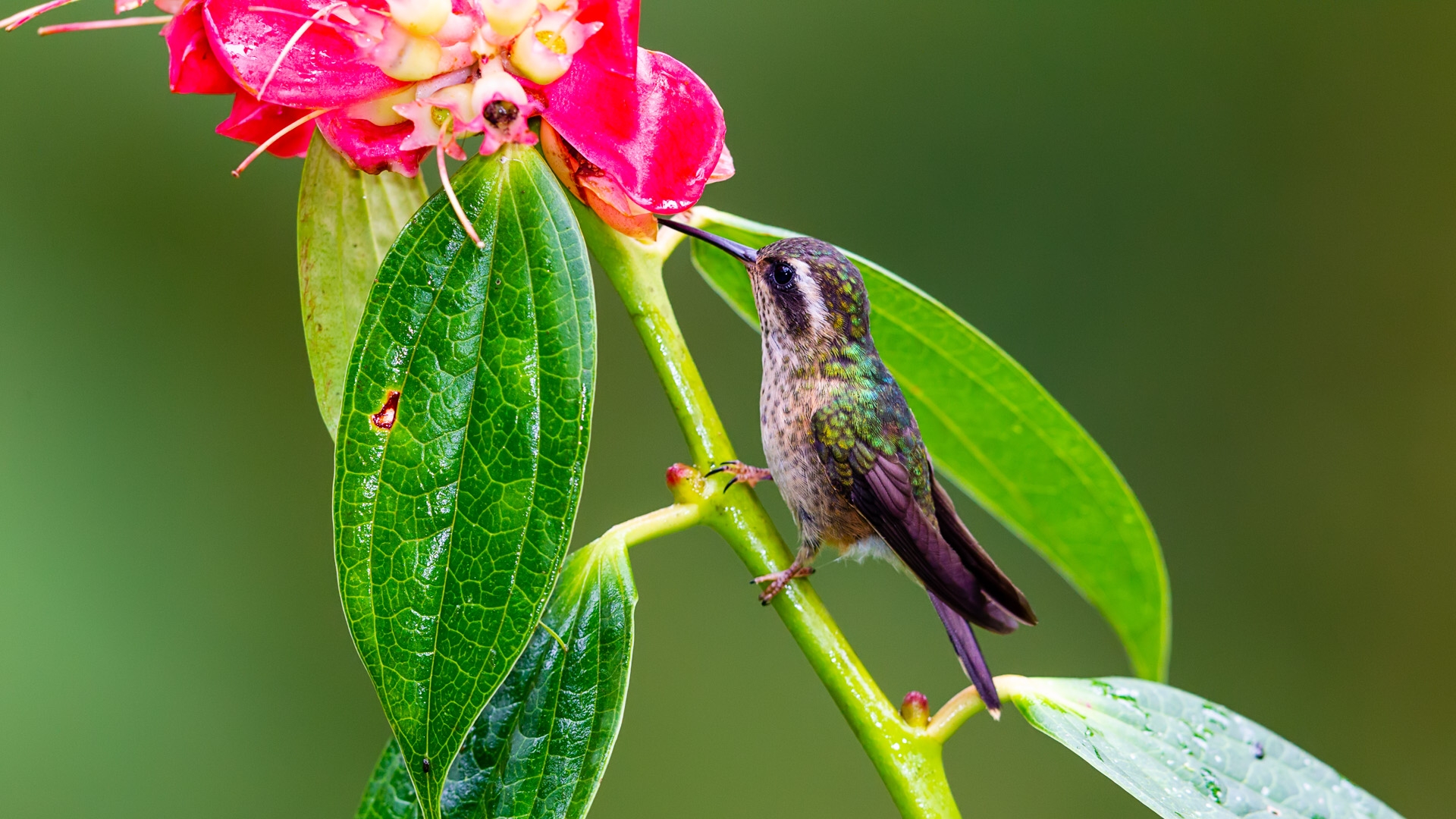 Speckled Hummingbird (Adelomyia melanogenys)