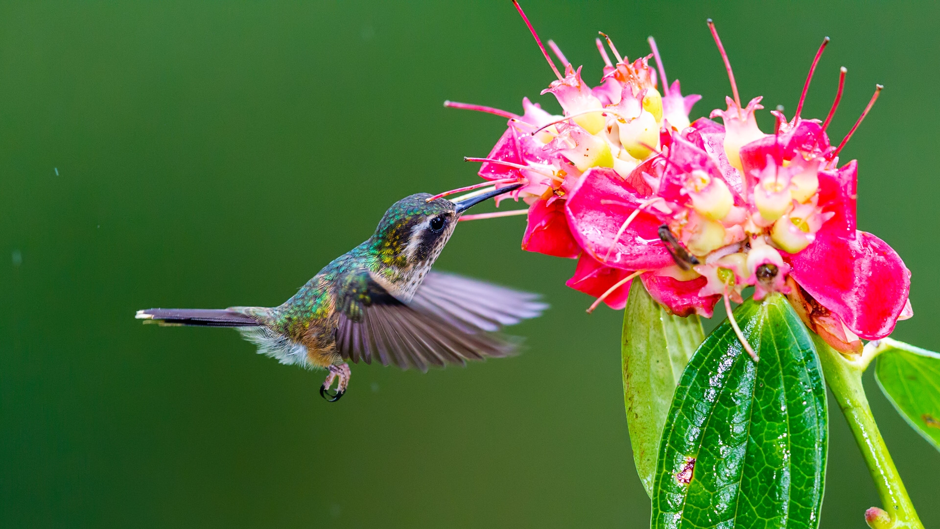 Speckled Hummingbird (Adelomyia melanogenys)