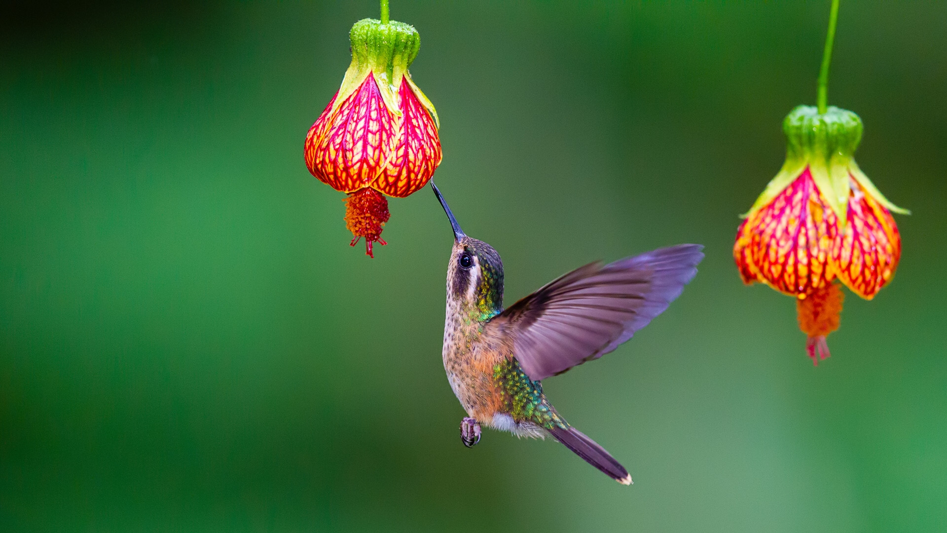 Speckled Hummingbird (Adelomyia melanogenys)