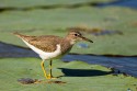 Spotted Sandpiper (Actitis macularius)