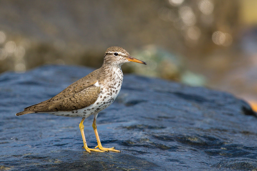 Spotted Sandpiper (Actitis macularius)